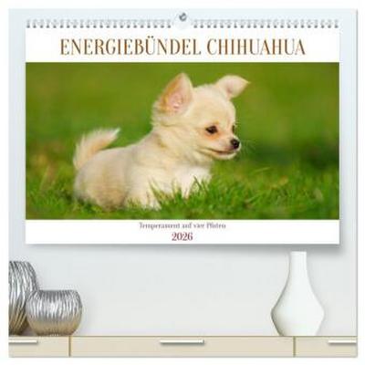 Enegiebündel Chihuahua - Temperament auf vier Pfoten (hochwertiger Premium Wandkalender 2026 DIN A2 quer), Kunstdruck in Hochglanz