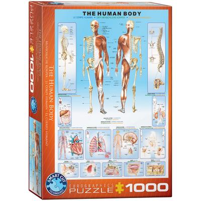 The Human Body