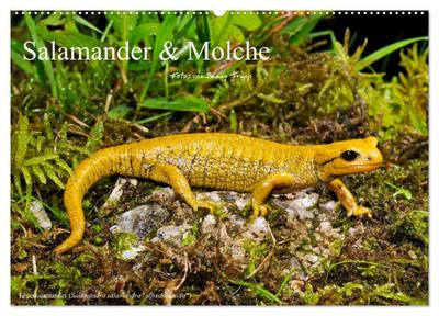 Salamander und Molche (Wandkalender 2026 DIN A2 quer), CALVENDO Monatskalender