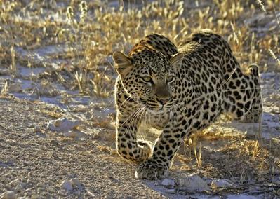 Leopard im Morgenlicht. Puzzle 1000 Teile