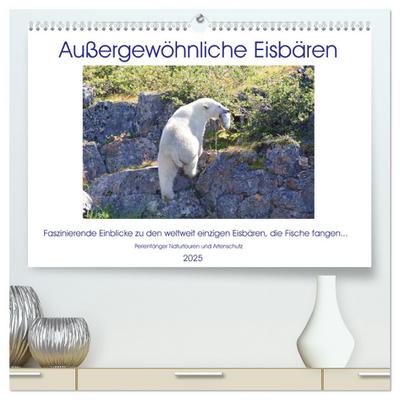 Das Leben der etwas "anderen" Eisbären! (hochwertiger Premium Wandkalender 2025 DIN A2 quer), Kunstdruck in Hochglanz