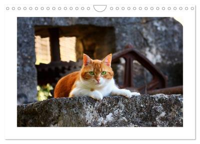 Straßentiger auf Samtpfoten (Wandkalender 2026 DIN A4 quer), CALVENDO Monatskalender