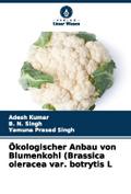 Ökologischer Anbau von Blumenkohl (Brassica olerac