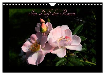 Im Duft der Rosen (Wandkalender 2026 DIN A4 quer), CALVENDO Monatskalender