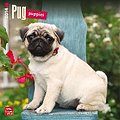 Pug Puppies 2014 - Mopswelpen: Original BrownTrout-Kalender [Mehrsprachig] [Kalender]