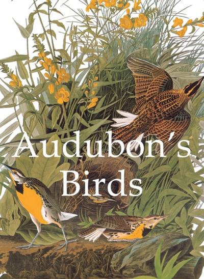 Audubon’s Birds