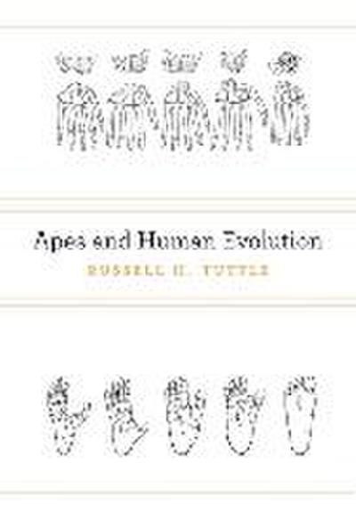 Apes and Human Evolution