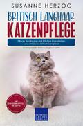 Britisch Langhaar Katzenpflege – Pflege, Ernährung und häufige Krankheiten rund um Deine Britisch Langhaar