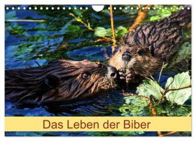Das Leben der Biber (Wandkalender 2026 DIN A4 quer), CALVENDO Monatskalender