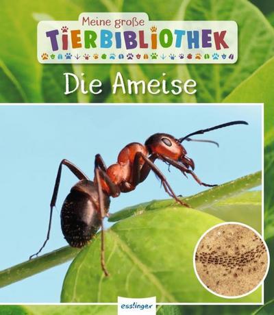 Die Ameise
