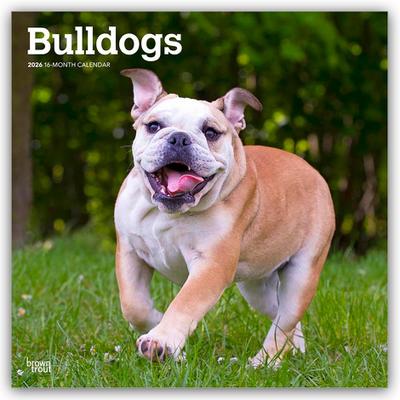Bulldogs - Bulldogge 2026 - 16-Monatskalender