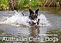 Spaziergang am See Australian Cattle Dogs (Wandkalender 2017 DIN A2 quer) - Fotodesign Verena Scholze