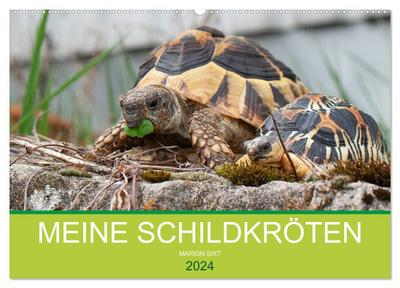 Meine Schildkröten (Wandkalender 2024 DIN A2 quer), CALVENDO Monatskalender