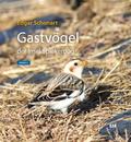 Gastvögel der Insel Spiekeroog