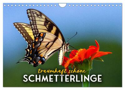 Traumhaft schöne Schmetterlinge (Wandkalender 2026 DIN A4 quer), CALVENDO Monatskalender