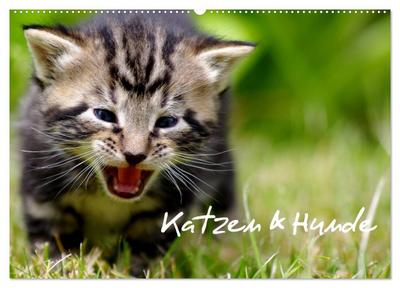Katzen & Hunde (Wandkalender 2024 DIN A2 quer), CALVENDO Monatskalender
