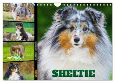 Sheltie - Ein Stück vom Glück (Wandkalender 2026 DIN A4 quer), CALVENDO Monatskalender