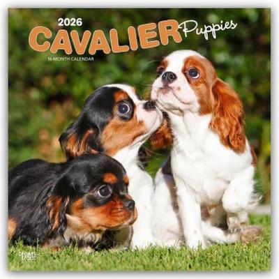 Cavalier King Charles Spaniel Puppies - Cavalier King Charles Spaniel Welpen 2026 - 16-Monatskalender