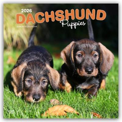 Dachshund Puppies - Dackel Welpen 2026 - 16-Monatskalender
