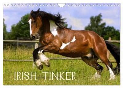 Irish Tinker (Wandkalender 2024 DIN A4 quer), CALVENDO Monatskalender