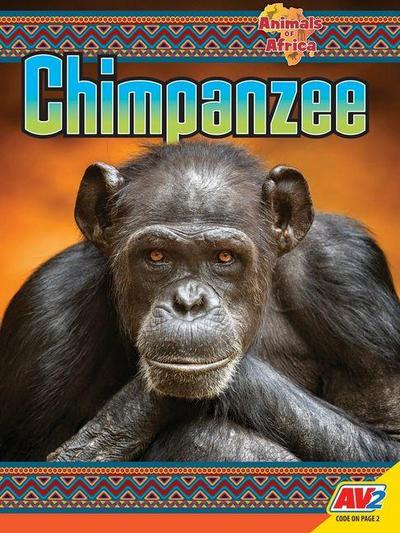 Chimpanzee