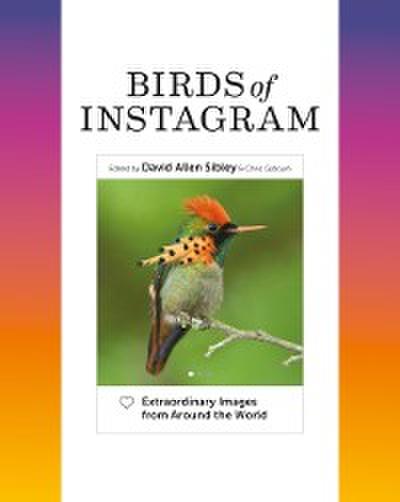 Birds of Instagram