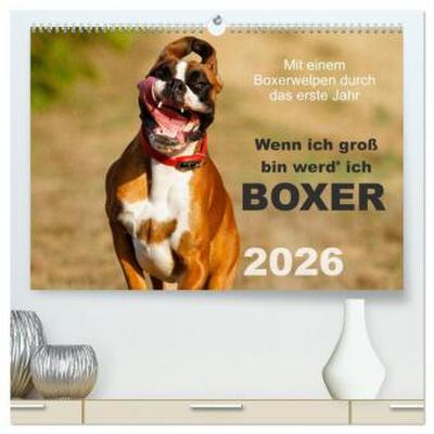 Wenn ich groß bin werd’ ich Boxer (hochwertiger Premium Wandkalender 2026 DIN A2 quer), Kunstdruck in Hochglanz
