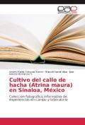 Cultivo del callo de hacha (Atrina maura) en Sinal