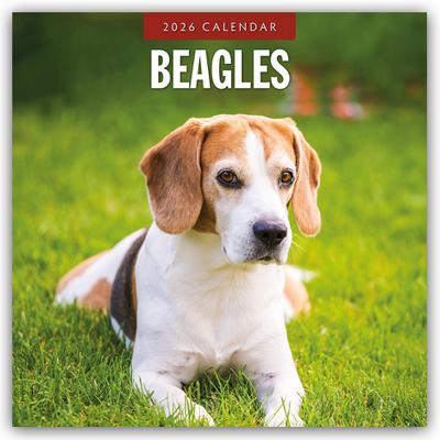 Beagles 2026 Square Wall Calendar