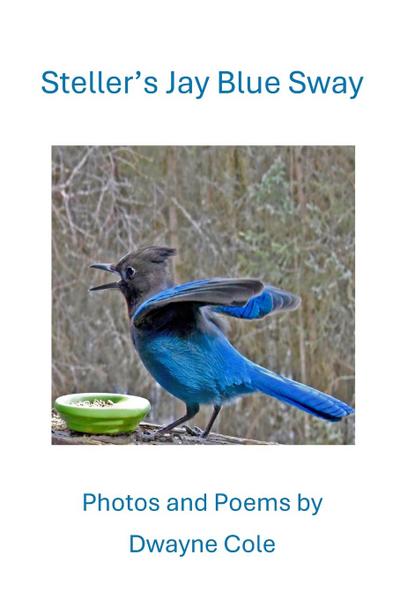 Steller’s Jay Blue Sway