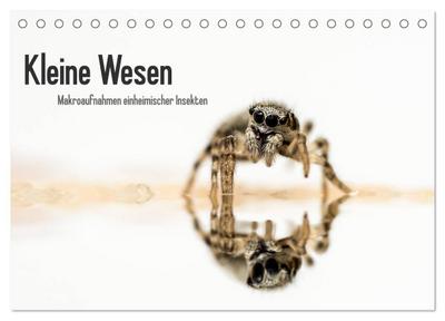Kleine Wesen - Makroaufnahmen von einheimischen Insekten (Tischkalender 2026 DIN A5 quer), CALVENDO Monatskalender