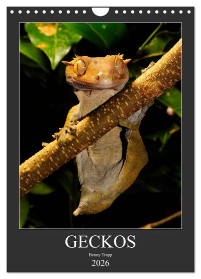 GECKOS (Wandkalender 2026 DIN A4 hoch), CALVENDO Monatskalender