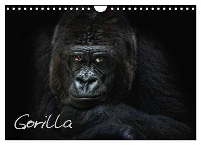 Gorilla (Wandkalender 2024 DIN A4 quer), CALVENDO Monatskalender
