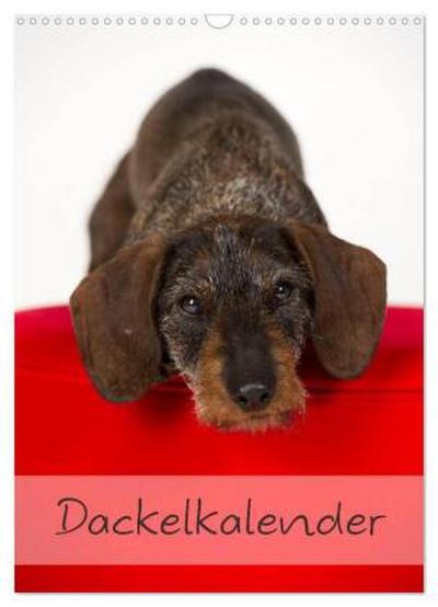 Dackel (Wandkalender 2026 DIN A3 hoch), CALVENDO Monatskalender