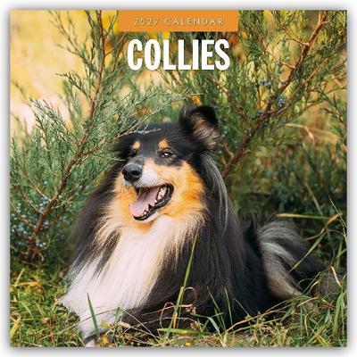 Collies - Collie 2027 - 16-Monatskalender