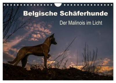 Belgische Schäferhunde - Der Malinois im Licht (Wandkalender 2026 DIN A4 quer), CALVENDO Monatskalender