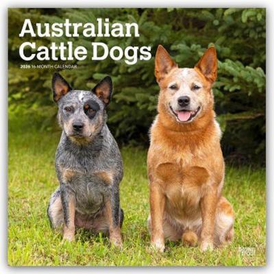 Australian Cattle Dogs 2026 - 16-Monatskalender
