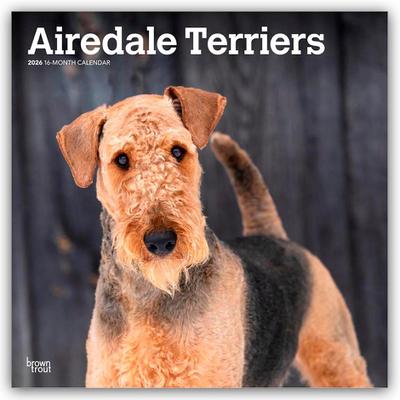 Airedale Terrier 2026 - 16-Monatskalender