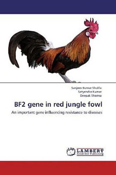 BF2 gene in red jungle fowl