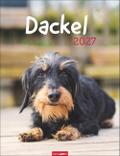 Dackel 2027