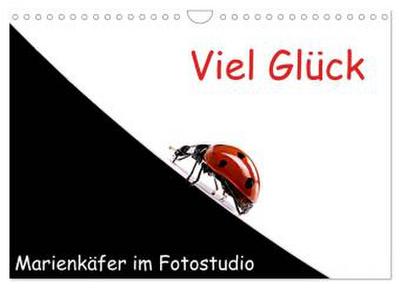 Viel Glück - Marienkäfer im Fotostudio (Wandkalender 2026 DIN A4 quer), CALVENDO Monatskalender