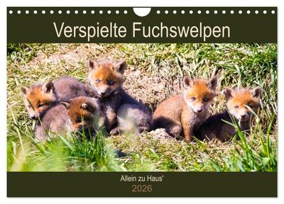 Verspielte Fuchswelpen - Allein zu Haus’ (Wandkalender 2026 DIN A4 quer), CALVENDO Monatskalender