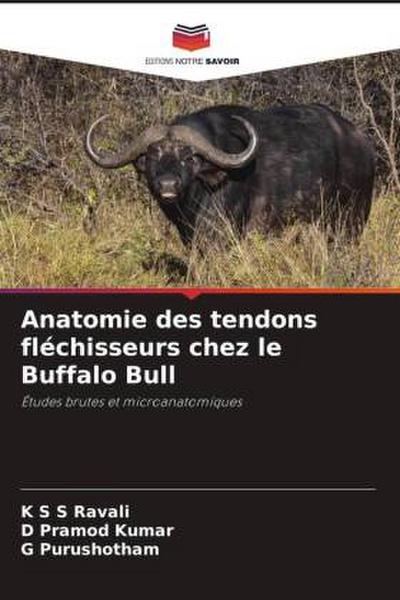 Anatomie des tendons fléchisseurs chez le Buffalo Bull
