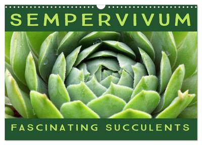 Sempervivum Fascinating Succulents (Wall Calendar 2026 DIN A3 landscape), CALVENDO 12 Month Wall Calendar