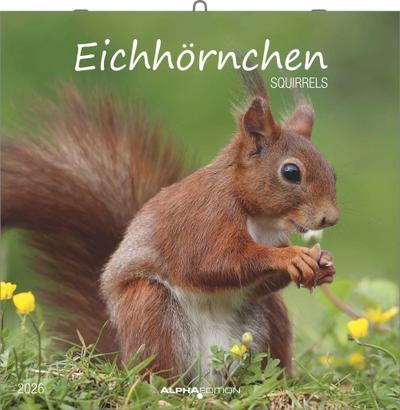Eichörnchen - Broschürenkalender im Format 30 x 30 mit Notizkalendarium