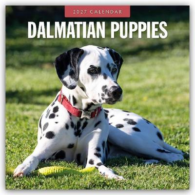 Dalmatian Puppies - Dalmatiner Welpen 2027 - 16-Monatskalender