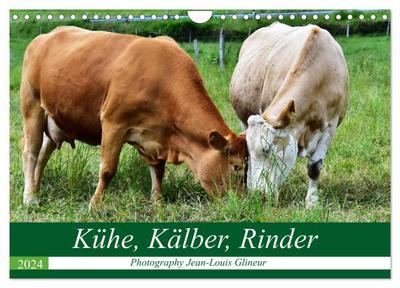 Kühe, Kälber, Rinder (Wandkalender 2024 DIN A4 quer), CALVENDO Monatskalender