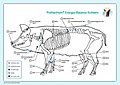 PraNeoHom Akupunktur Tafel Schwein
