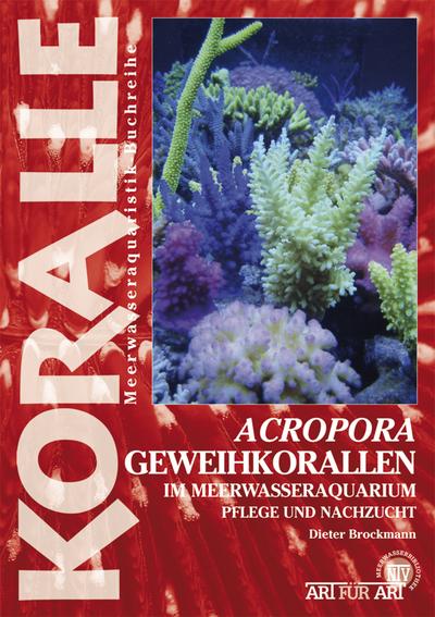 Acropora-Geweihkorallen im Meerwasseraquarium