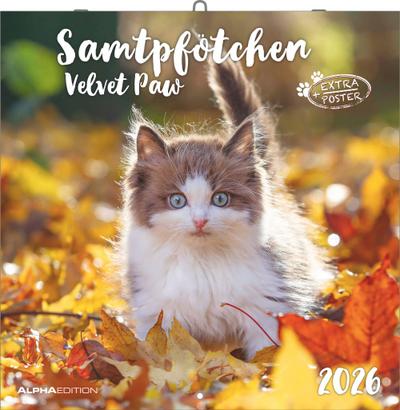 Samtpfötchen 2026 - Broschürenkalender 30x30 cm (30x60 geöffnet) - Kalender mit Platz für Notizen - inkl. herausnehmbarem Poster - Bildkalender